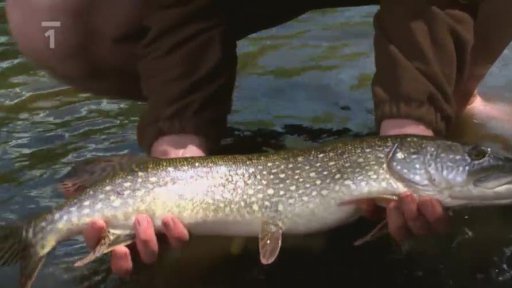 80cm štika ulovená na lančmít