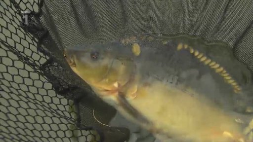 Lov z katamaranu s muškařem Martinem Grünem