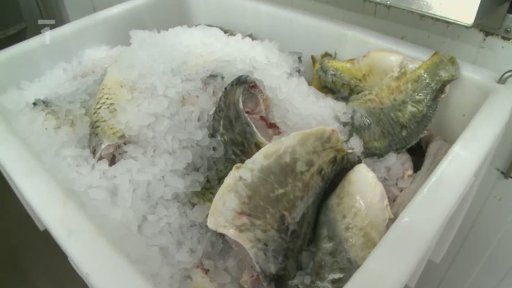 Zpracovna ryb v Chlumci nad Cidlinou