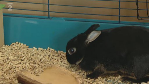 Trable ušáků mazlíků