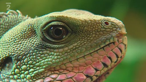 Roztoužený dráček