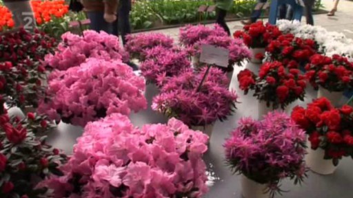 Výstava tulipánů v Holandsku