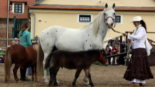 Co chystá Toulcův dvůr