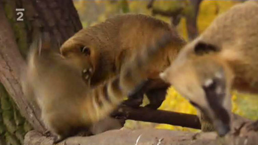 Příběhy ze zoo: Nosál červený