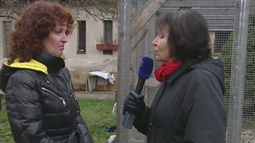 Miniseriál: Co bychom měli vědět o útulcích