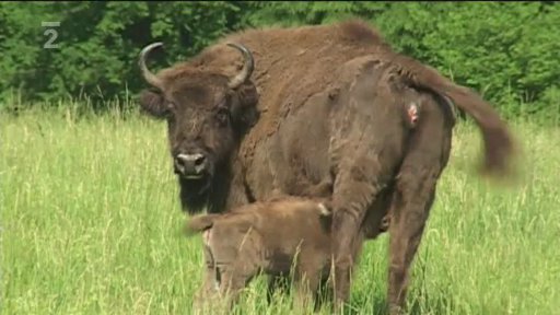 Zubři v Čechách