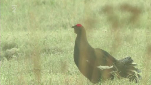 Tetřívek na Šumavě