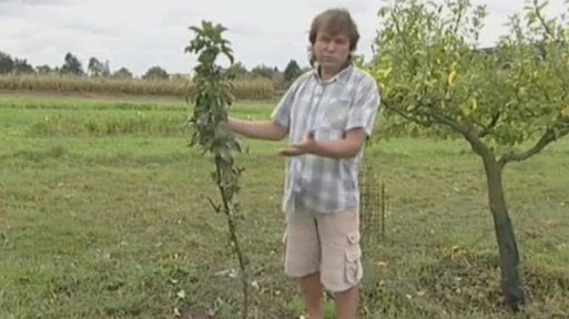 Sloupové ovocné stromky