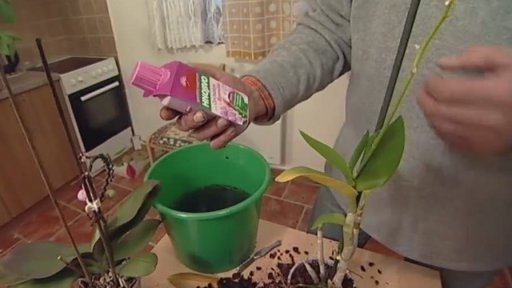 S Vlastíkem hnojíme epifytické orchideje