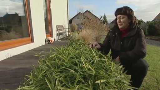 Bambus jako živý plot