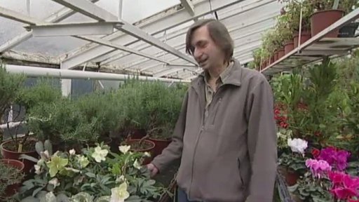 Vánoční růže - čemeřice černá