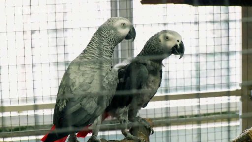 Jak vám štěká papoušek?