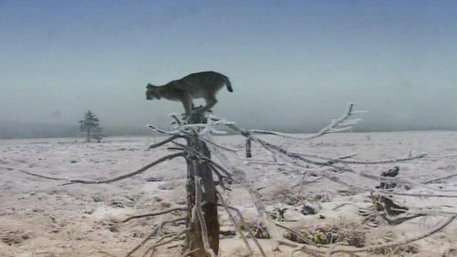 Sledování rysů na Šumavě