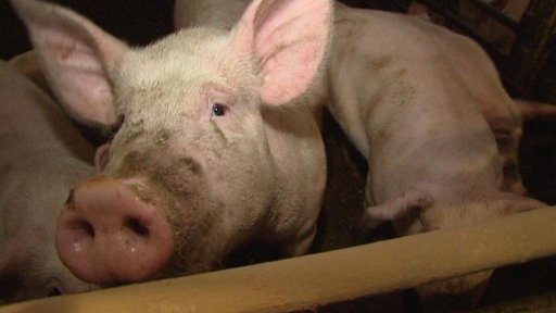 Prasat dramaticky ubylo.