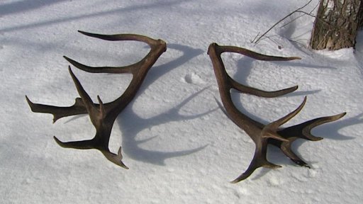 Nejkrásnější parohy šumavského krále jelenů