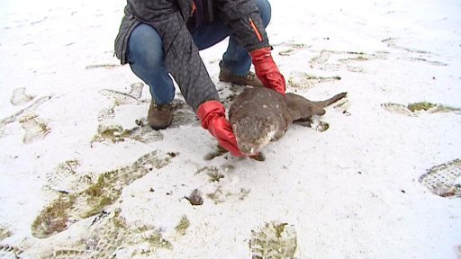Ochránci přírody našli na Chrudimsku otrávenou vydru říční