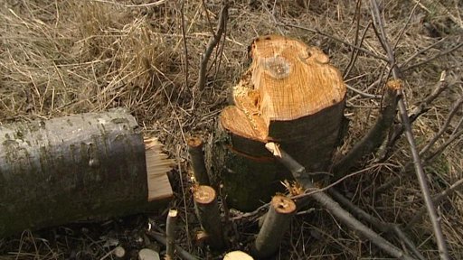 Záhadně pokácené stromy u Zbilid na Jihlavsku