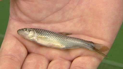 Nebezpečná ryba - střevle východní