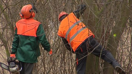 Kontroverzní kácení v parku