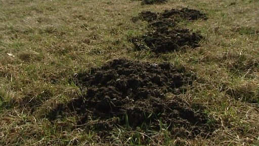 Zahrádkáři s příchodem jara opět bojují s krtkem