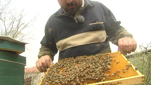 V Česku po letech stagnace roste počet včelařů.