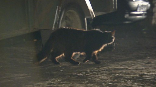 Odchyt zdivočelých koček