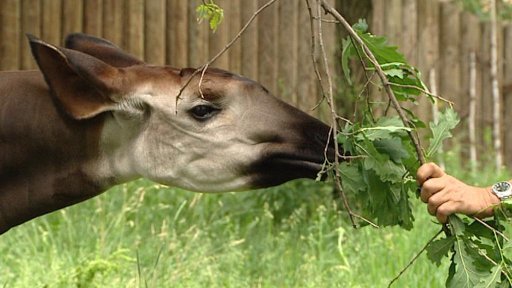 Z královédvorské zoo odvezli samce okapi