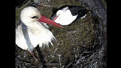 Město Teplá sleduje čapí mláďata