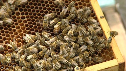 Včelaři na Vysočině přemýšlejí, jak lépe zabezpečit svá včelstva před zloději