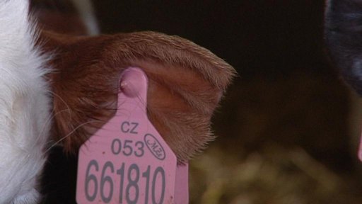 Neznámý člověk týrá na Svitavsku krávy