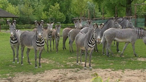 Safari ve Dvoře Králové znovu otevřené