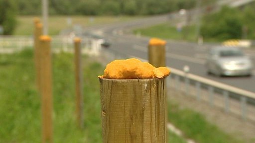 Zloději pachových ohradníků