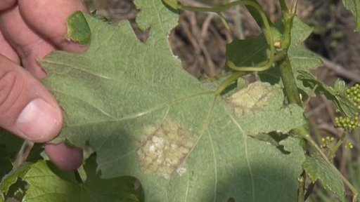 Až čtvrtinu úrody spálily ranní mrazíky vinařům na jižní Moravě