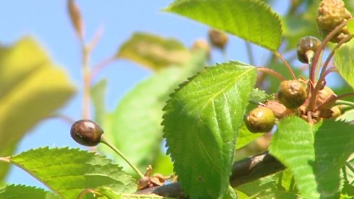 Páteční mrazy připravily ovocnáře o stovky milionů korun