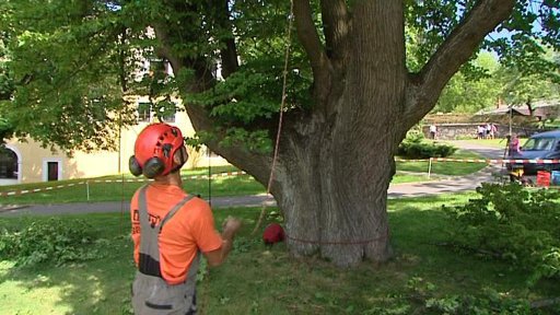 Záchrana vzácné lípy