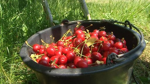 V Česku startuje sklizeň ovoce – třešní a jahod.