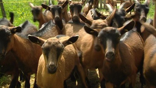 Počet ekofarem v Česku roste.