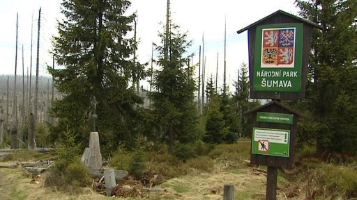 NP Šumava pokácí asi stovku stromů