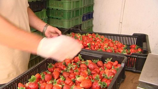 V Plzni začala sezóna jahodové sklizně