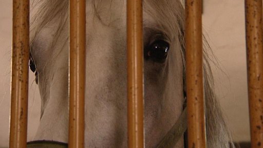 Kladrubský hřebčín hledá nového ředitele