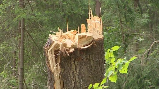 Kalamita v královéhradeckých městských lesích je největší od osmdesátých let