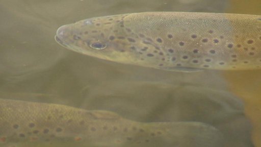 Pstruhařství Mlýny na Prachaticku má zdravé ryby