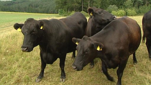 Organizovaná skupina, která střílí a krade hovězí dobytek, řádí na Vysočině