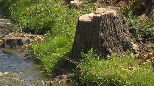 Kácení v Žebráku proběhlo v souladu se zákonem