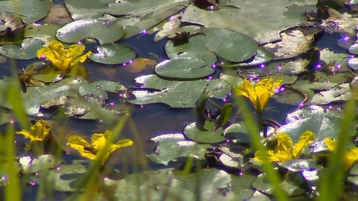 Nový přírodní park u Jivna na Českobudějovicku nevznikne