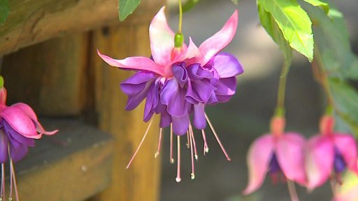 Výstava fuchsií v Liberci