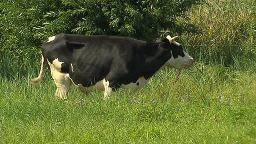 Pastva hovězího dobytka v Praze