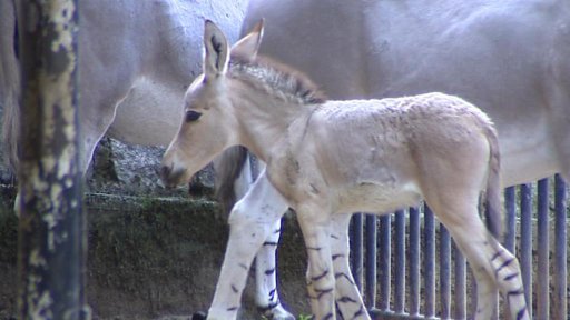 V Zoo Liberec se ujala náhradní matka mláděte osla somálského.