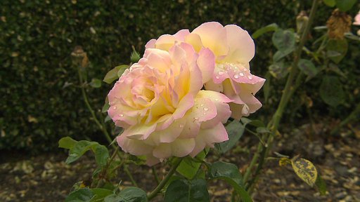 Růžový sad v Lidicích