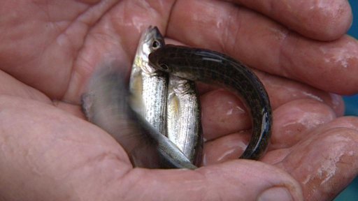 Chráněné ryby už jsou v šumavských řekách